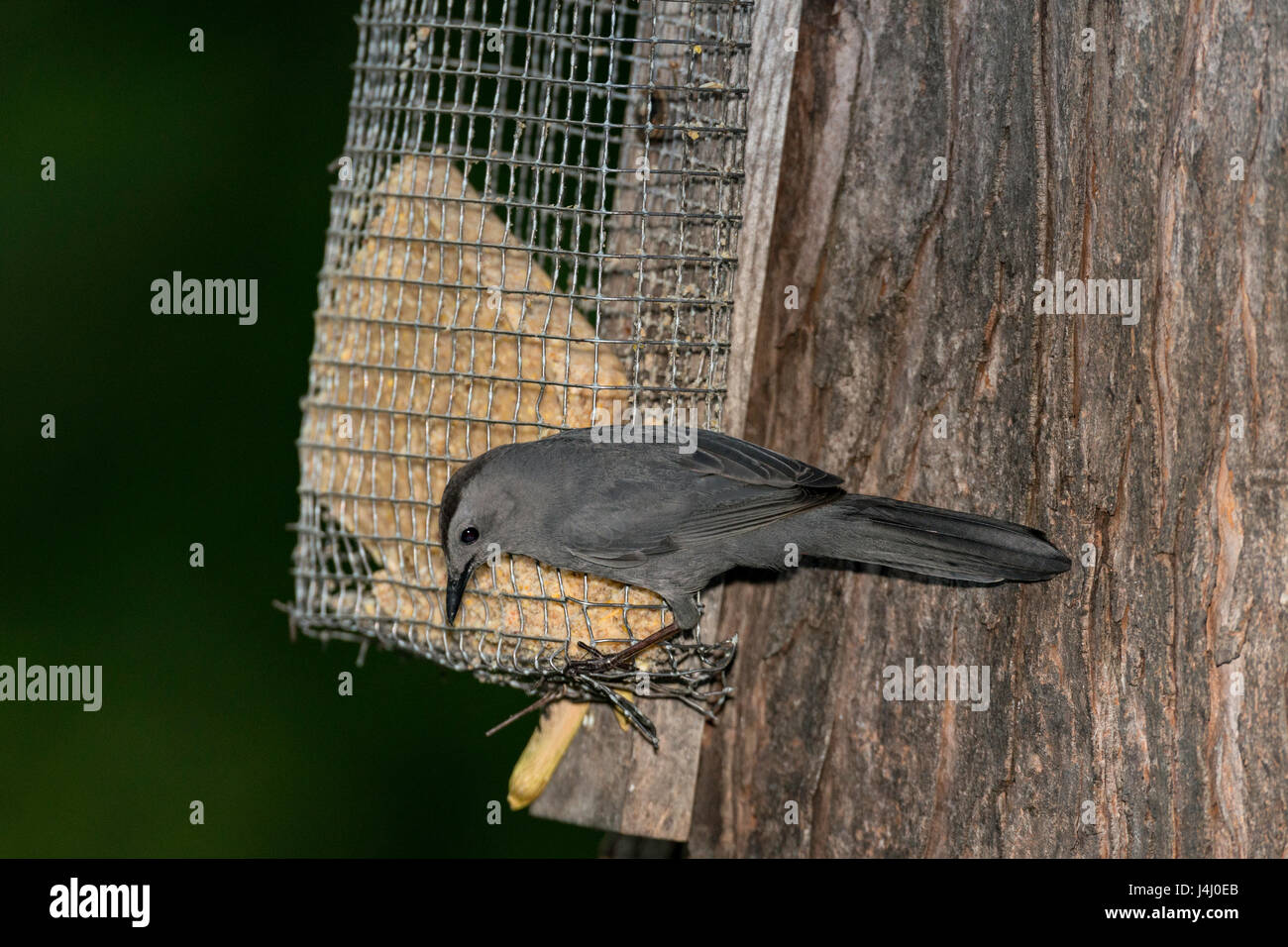 Grigio Catbird arroccato su suet alimentatore. Foto Stock