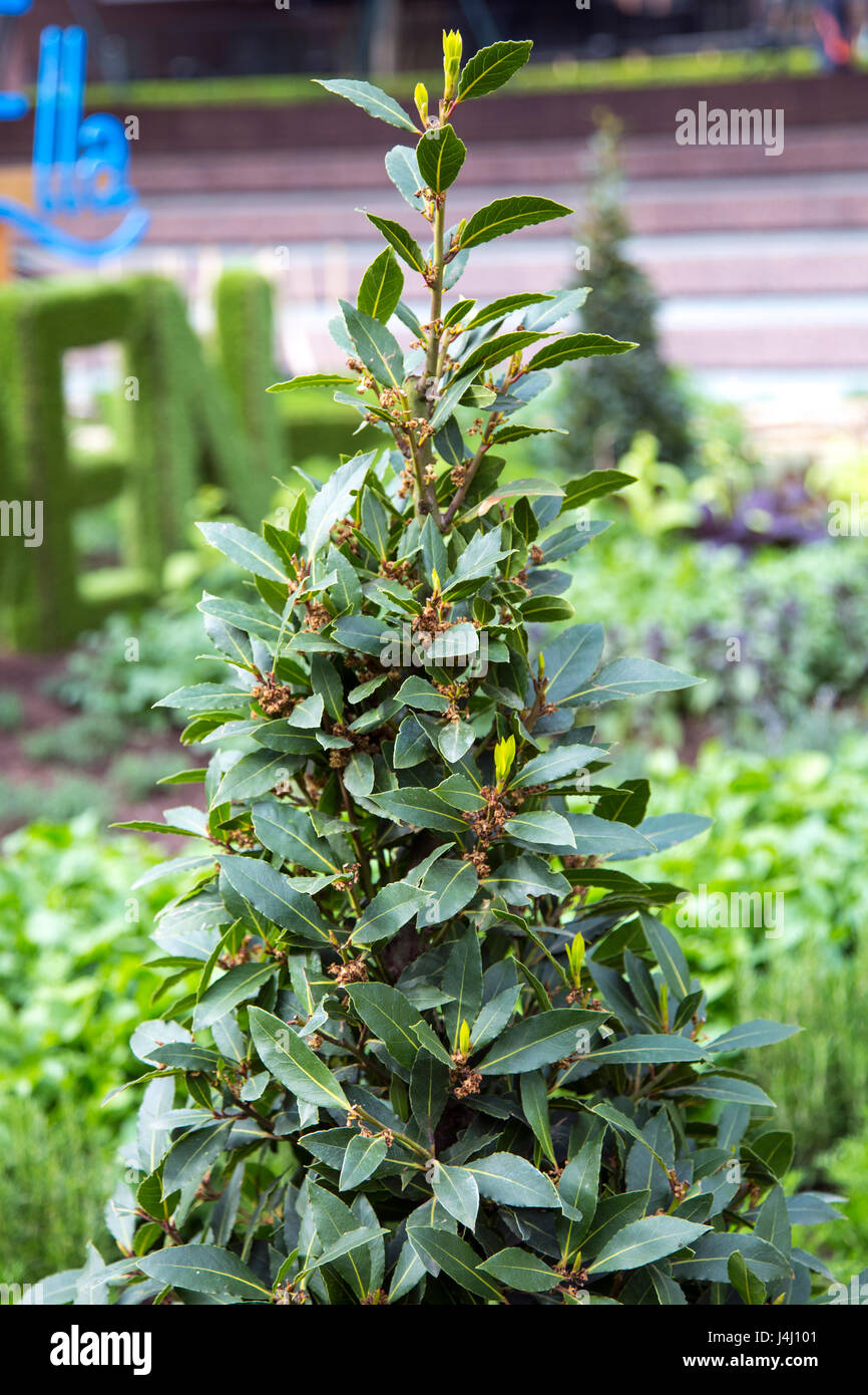 Bay Tree (Laurus nobilis) Foto Stock