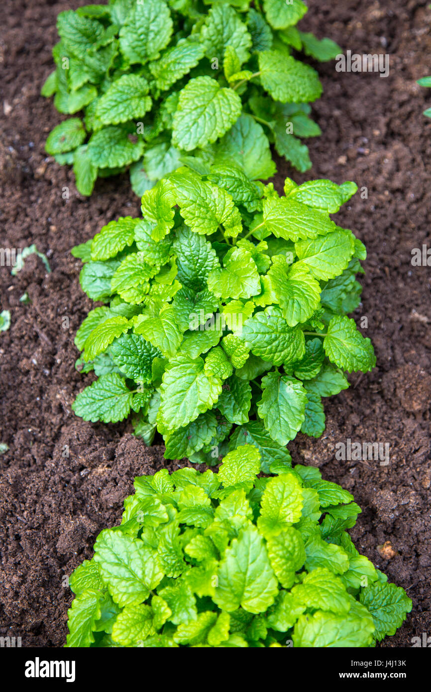Melissa (Melissa officinalis) cresce in un giardino Foto Stock