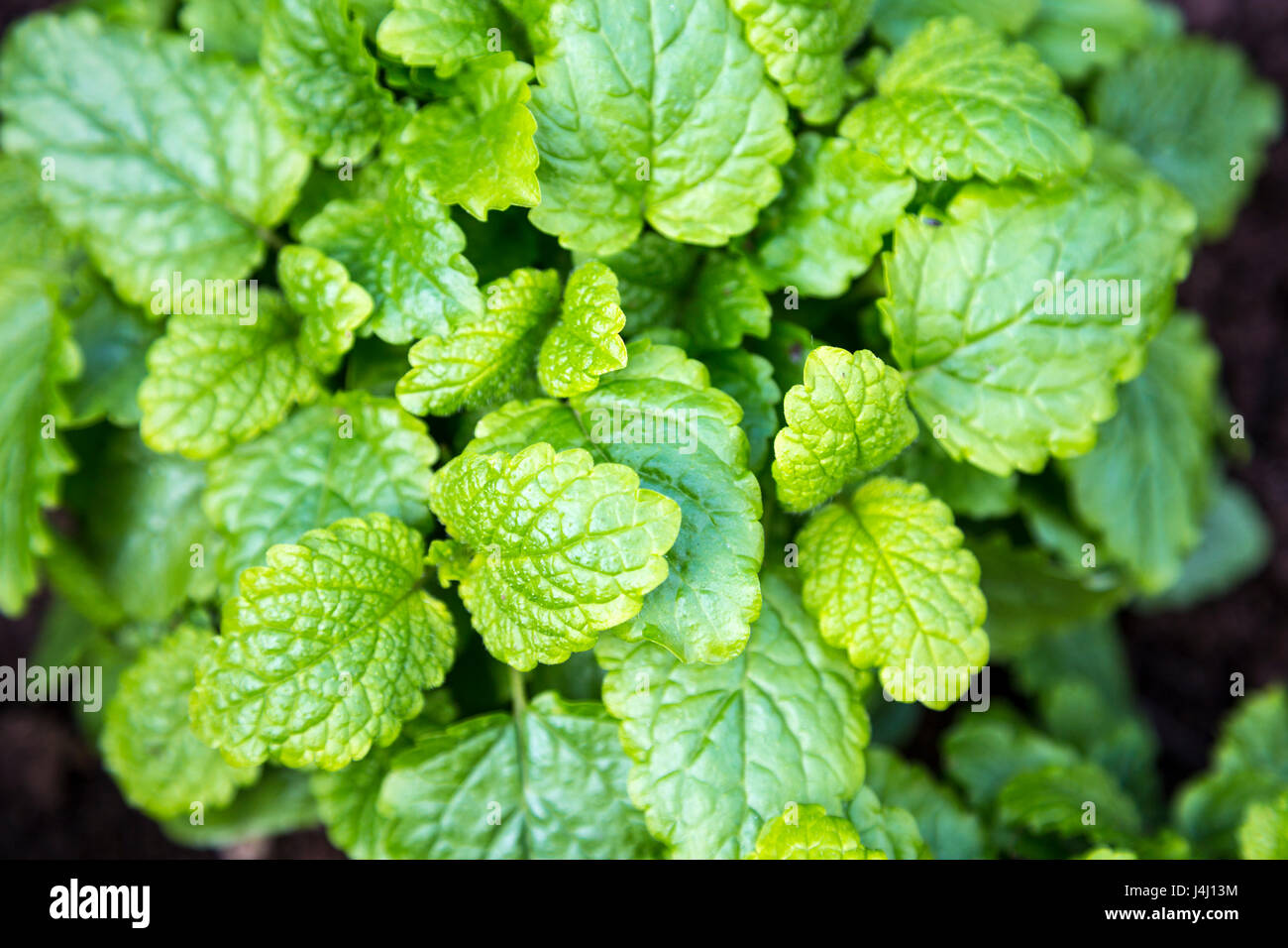 Melissa (Melissa officinalis) cresce in un giardino Foto Stock