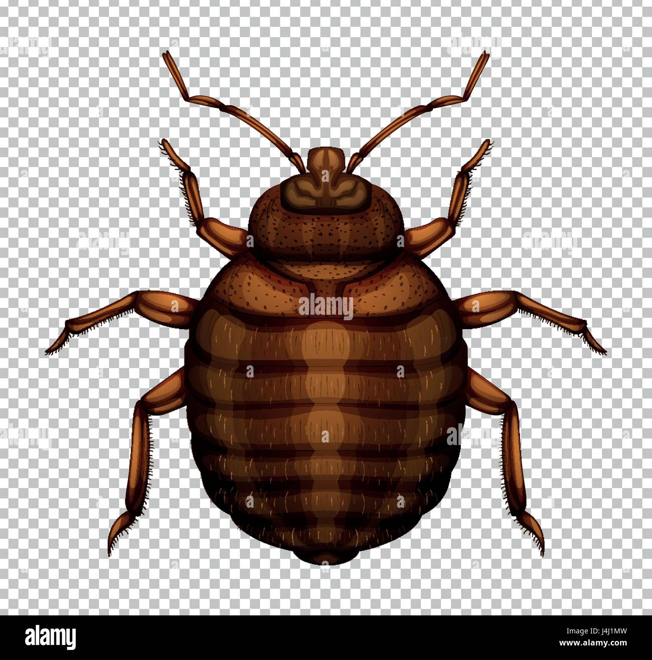 Brown bug su sfondo trasparente illustrazione Illustrazione Vettoriale