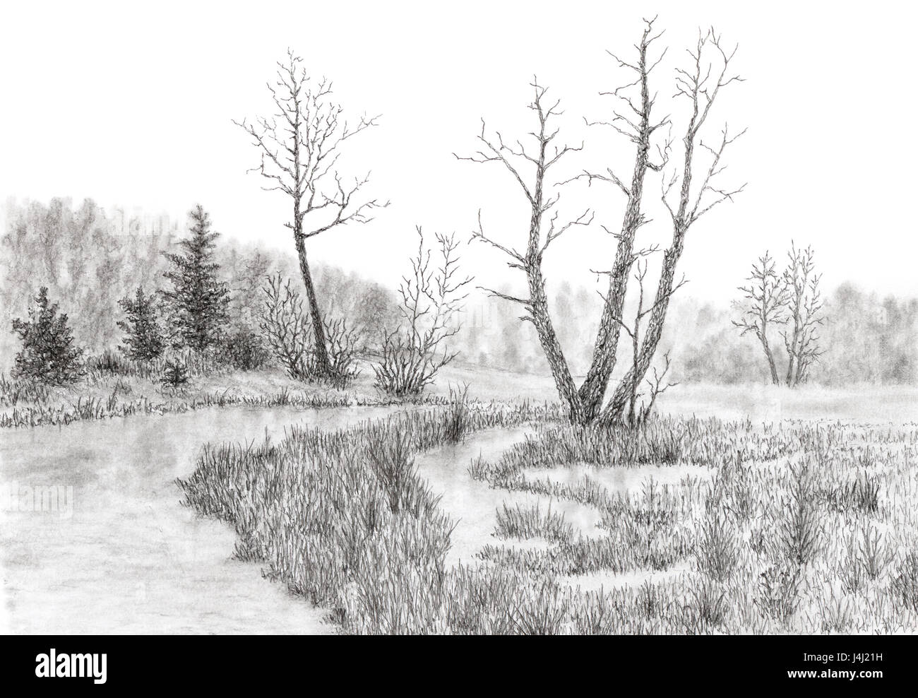 Palude Erbosa Con Ruscello Ed Alberi Matita Su Carta Foto Stock Alamy