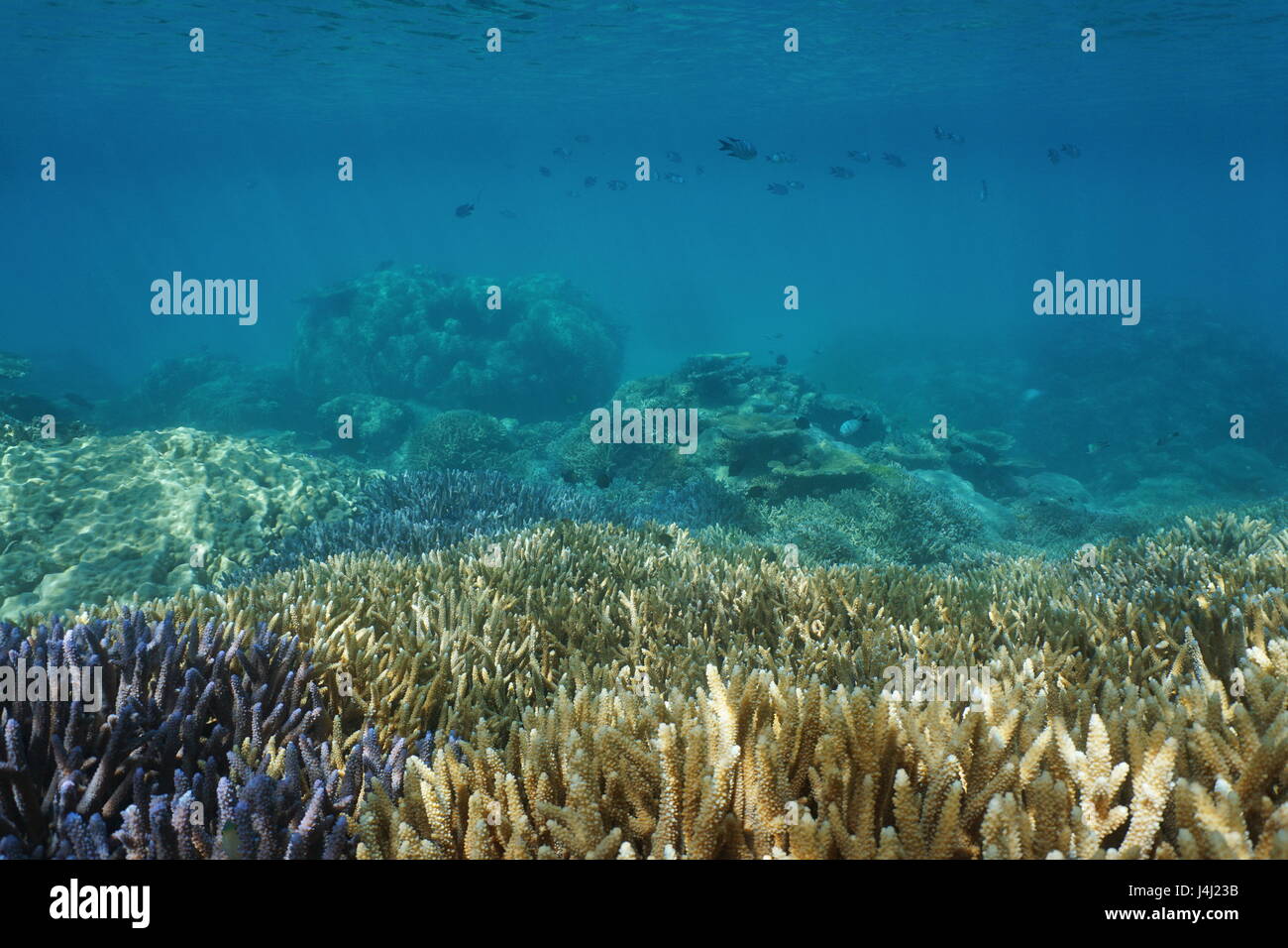 Underwater Coral reef in sana condizione, oceano pacifico del sud, Nuova Caledonia Foto Stock