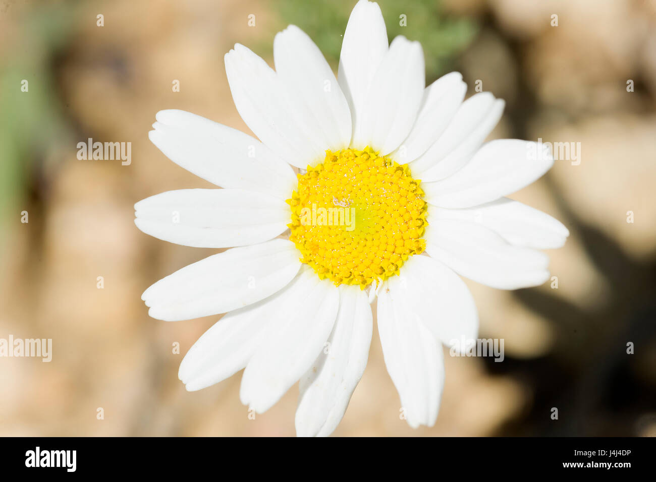 Comune di Daisy bianca fotografato vicino. Prendere in Cañadas de Haces de Arriba, Bogarra, provincia di Albacete in Spagna. Foto Stock