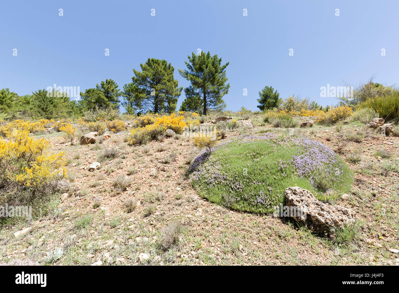 Paesaggio in Cañadas de Haches de Arriba, Bogarra provincia di Albacete in Spagna. Foto Stock