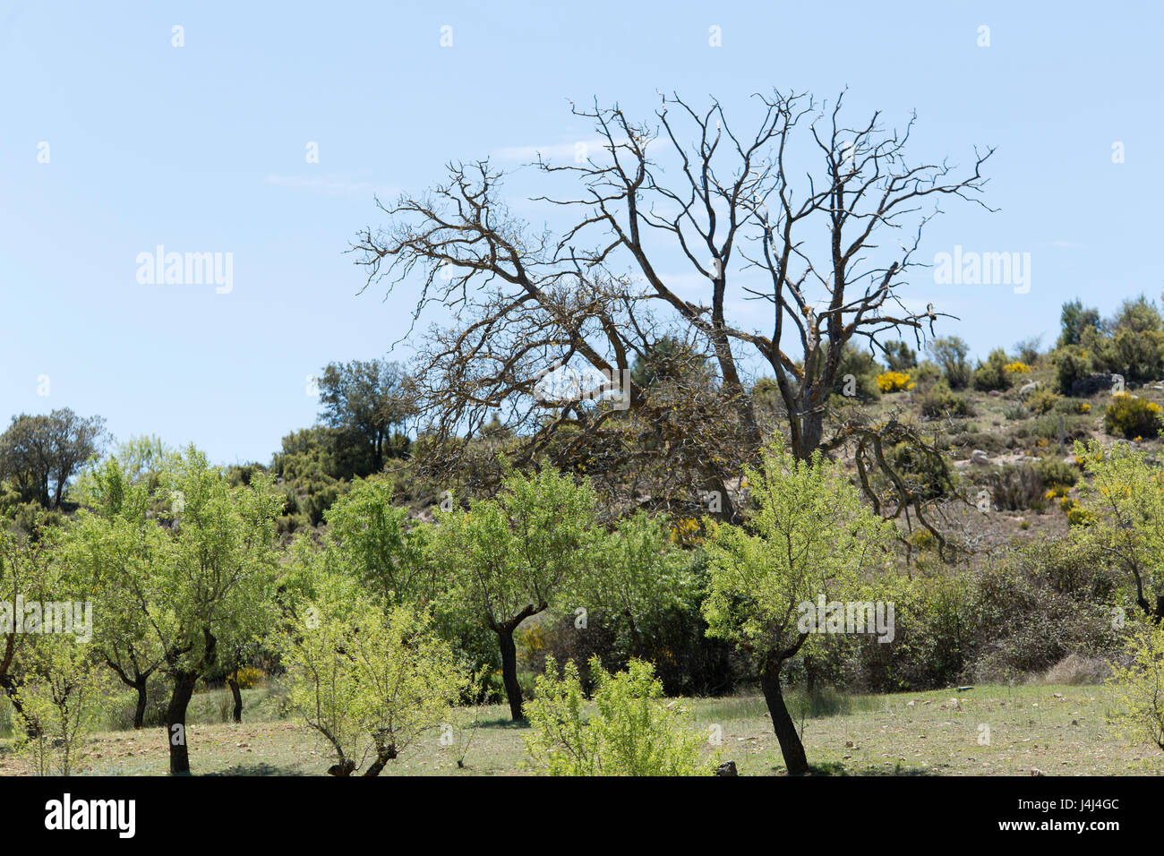 Paesaggio di mandorli della Sierra del Segura, Bogarra provincia di Albacete in Spagna. Foto Stock