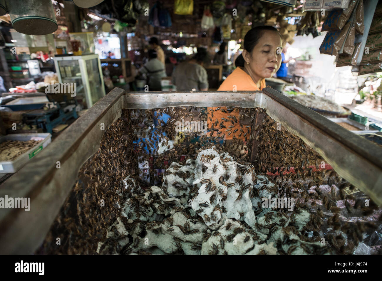 Fornitore di insetto al mercato degli animali a Yogyakarta, Java, Indonesia. Foto Stock