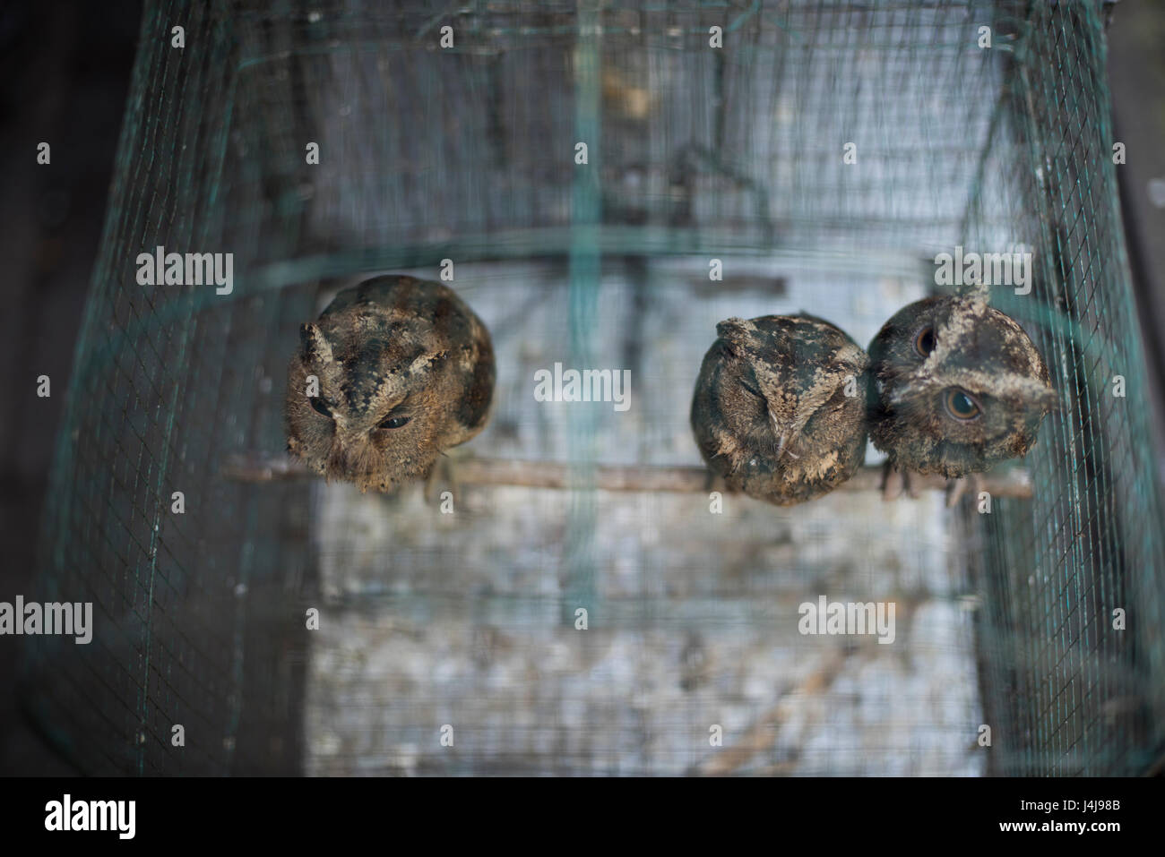 Caged gufi al Ngasem Bird Market di Yogyakarta, Java, Indonesia. Foto Stock