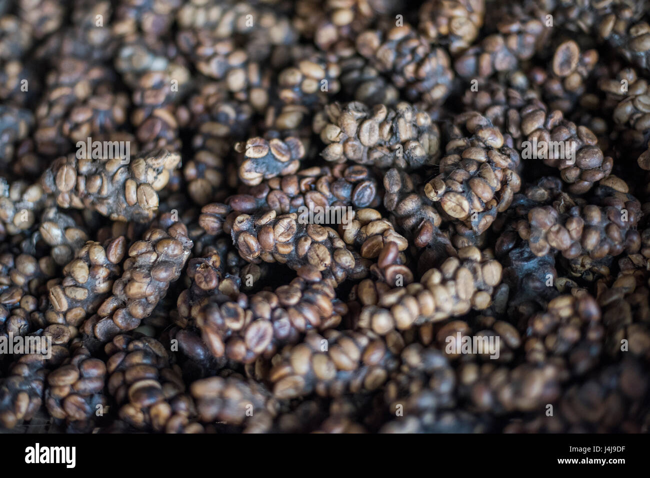Vista ravvicinata di Luwak caffè sul visualizzatore in corrispondenza di una piantagione di caffè in Yogyakarta, Java, Indonesia. Foto Stock