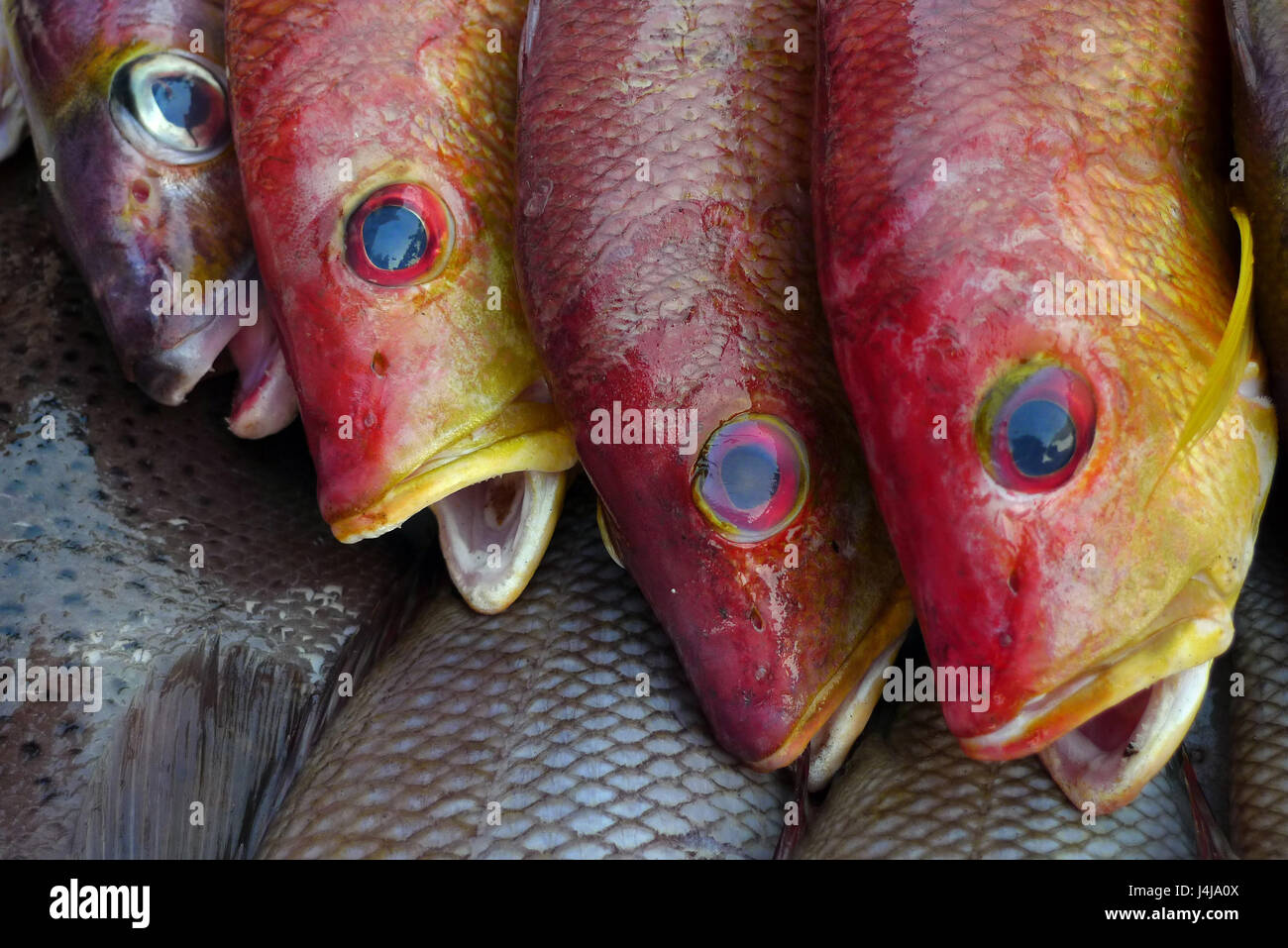 Tre pesci di mare scale rosso, le alette sono il giallo e il blu, occhi  rotondi, bocche aperte, come una sorpresa, mare freschi al mercato del pesce  Foto stock - Alamy