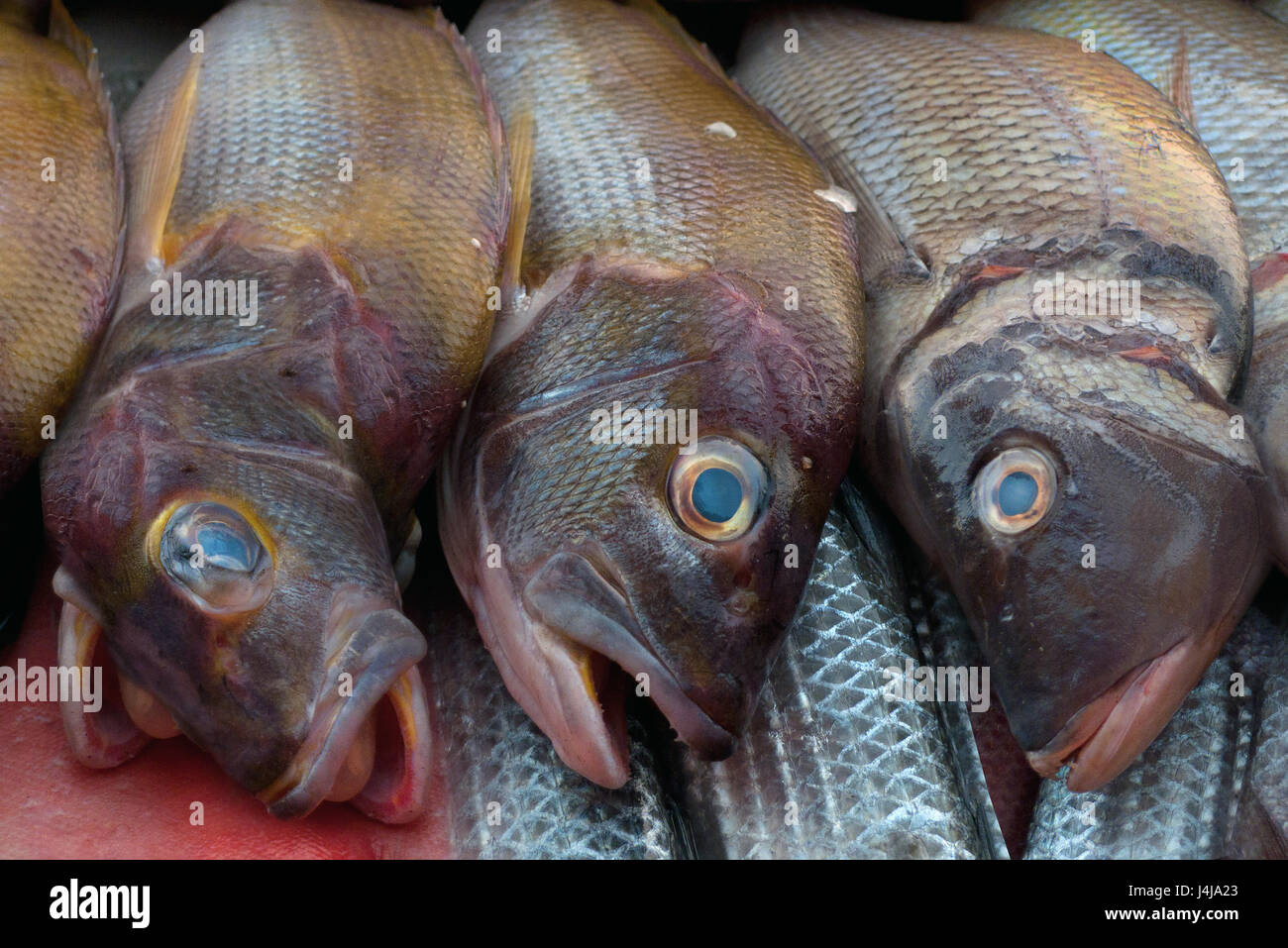 Tre pesci di mare con una testa di marrone rossiccio e lucenti scaglie,  occhi luminosi di colore acquamarina, whimsical giacciono vicino al di  sopra degli altri pesci Foto stock - Alamy