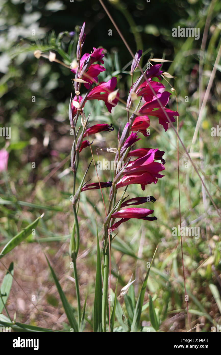 Fiori di Primavera : Gladiolus italicus Foto Stock