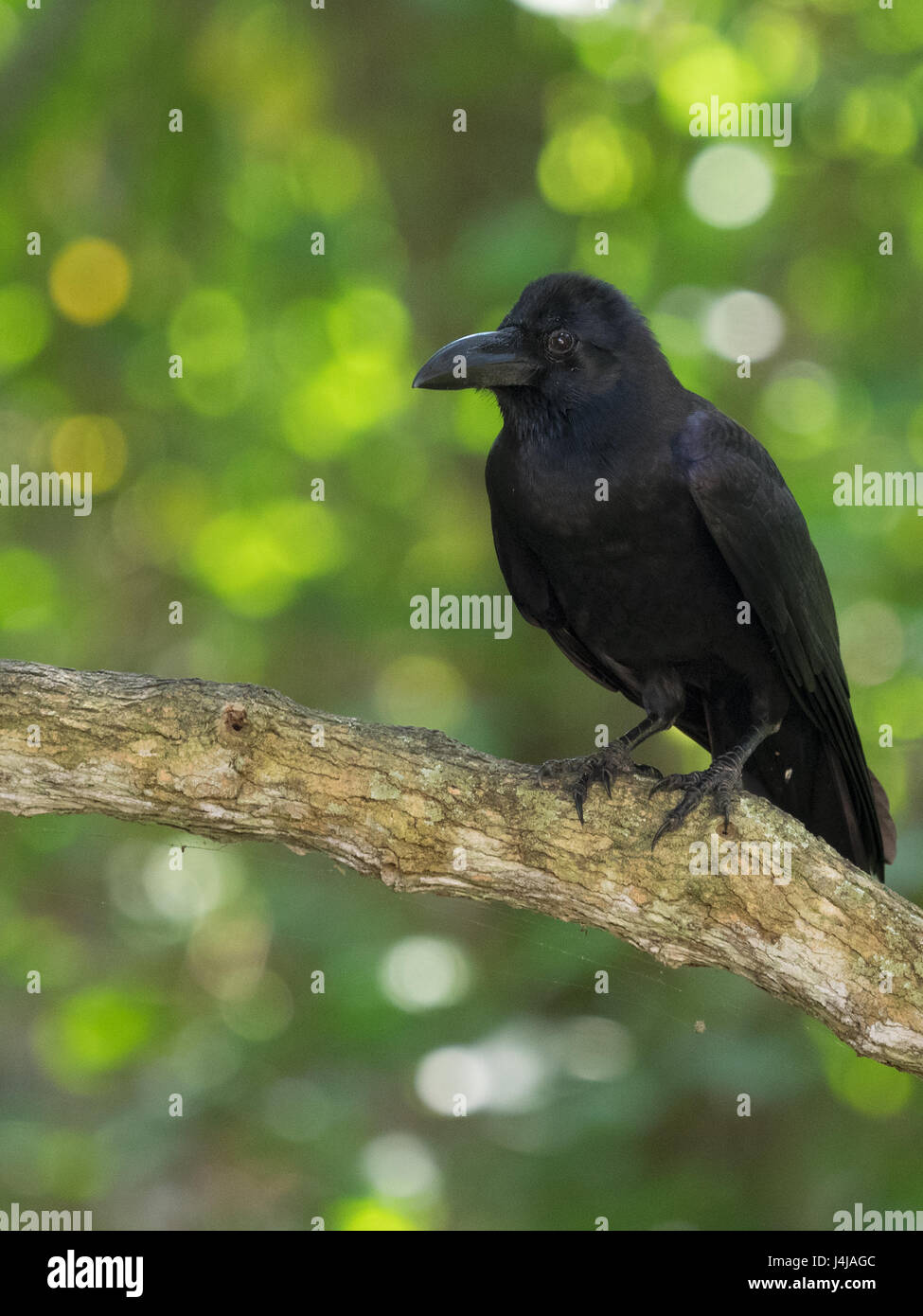 Raven si siede su un ramo, rivolto la sua testa a sinistra, il profilo di un uccello con un robusto becco, piumaggio nero, contro uno sfondo di una schiena verde Foto Stock