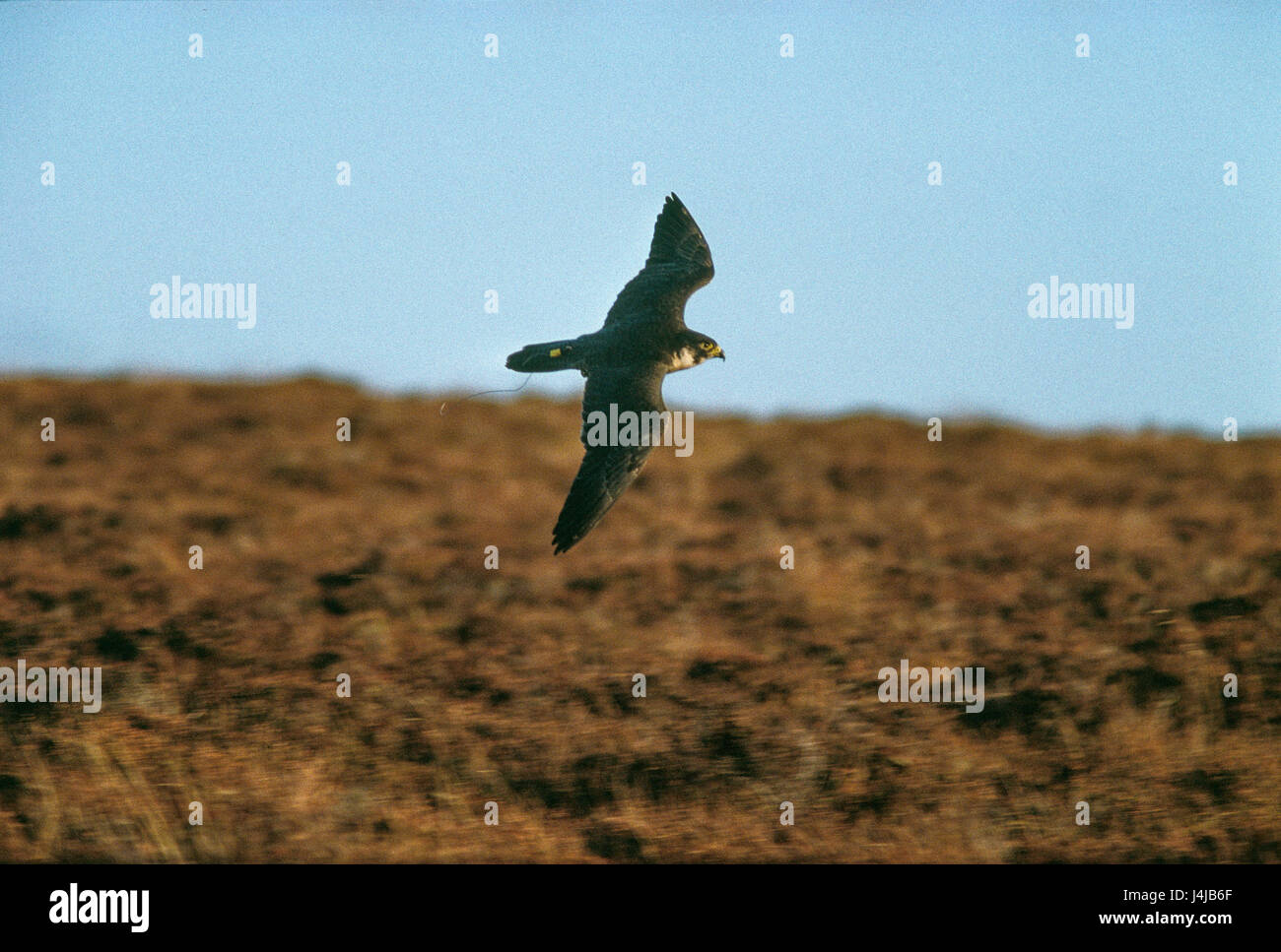 Un falco visto in volo sopra la brughiera a Gleneagles, Scozia. Derek Hudson / Alamy Stock Photo Foto Stock