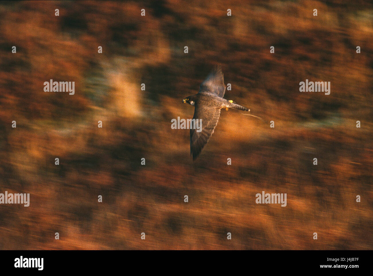 Un falco visto in volo sopra la brughiera a Gleneagles, Scozia. Derek Hudson / Alamy Stock Photo Foto Stock