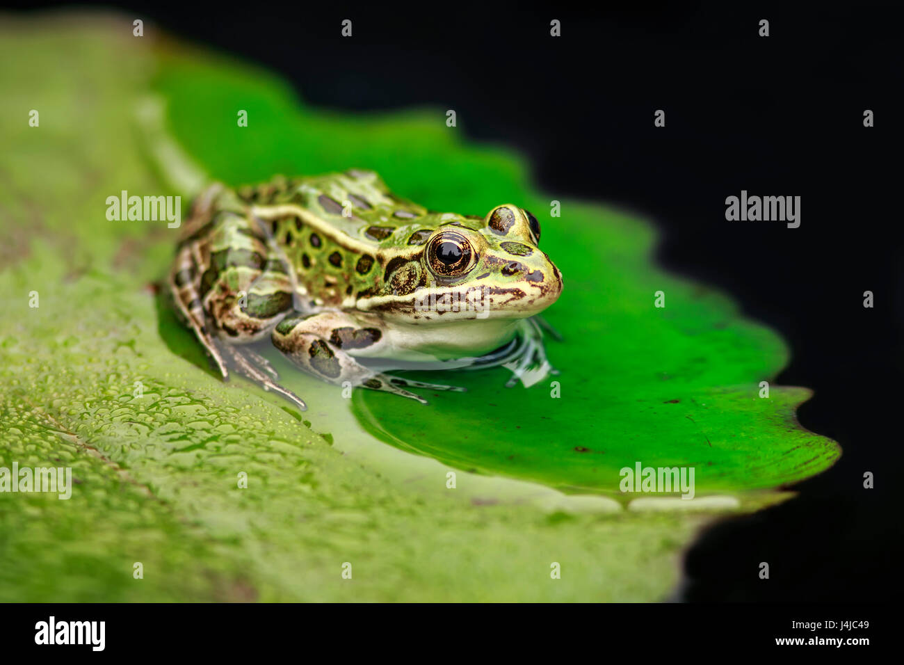 Rana leopardo settentrionale (Lithobates pipipiens) su un lillypad, Manitoba, Canada. Foto Stock