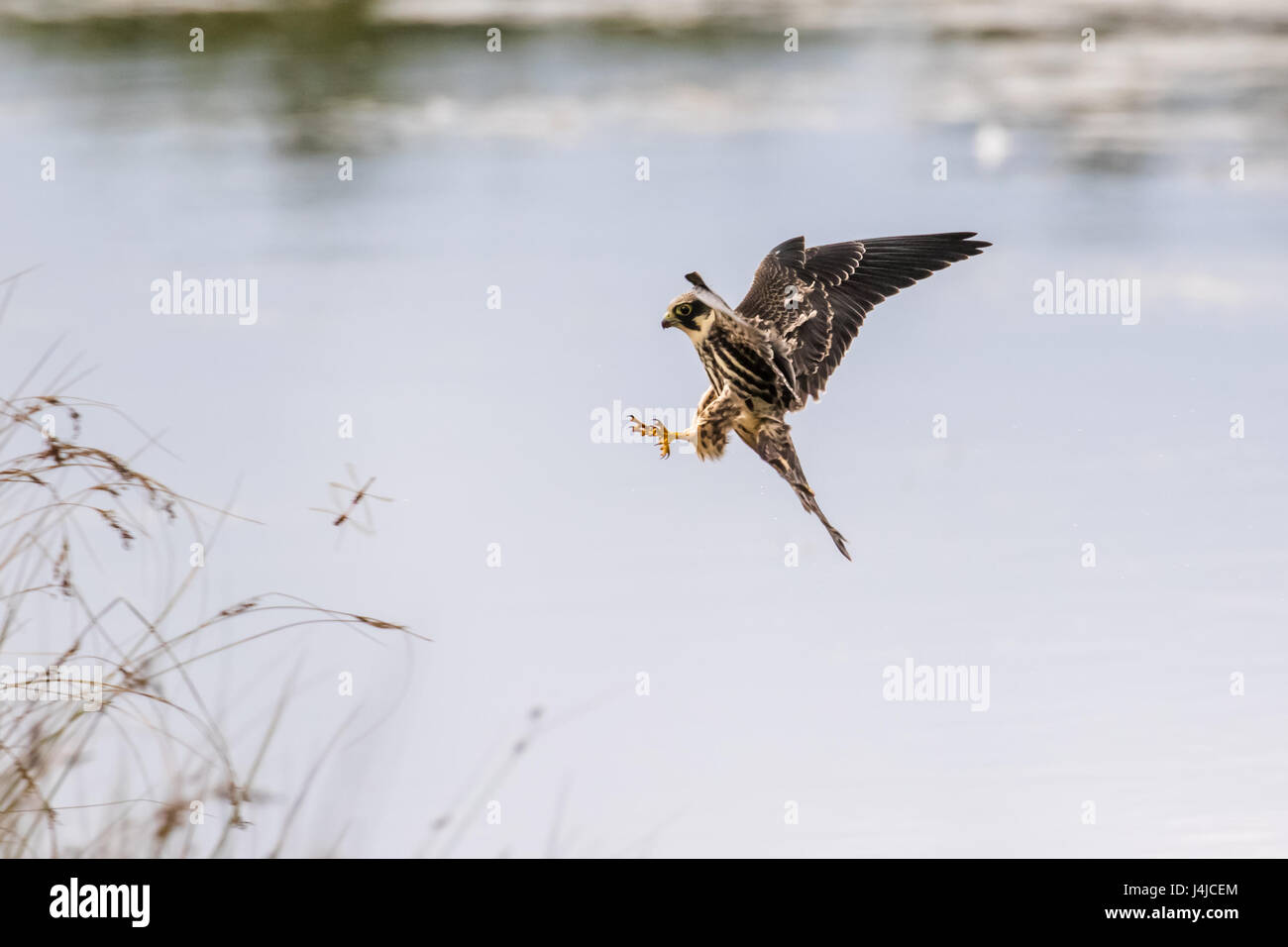 Eurasian Hobby falcon (Falco Subbuteo®) battenti, in volo, anteriori alla cattura di libellule libellula su stagno in tarda estate Foto Stock