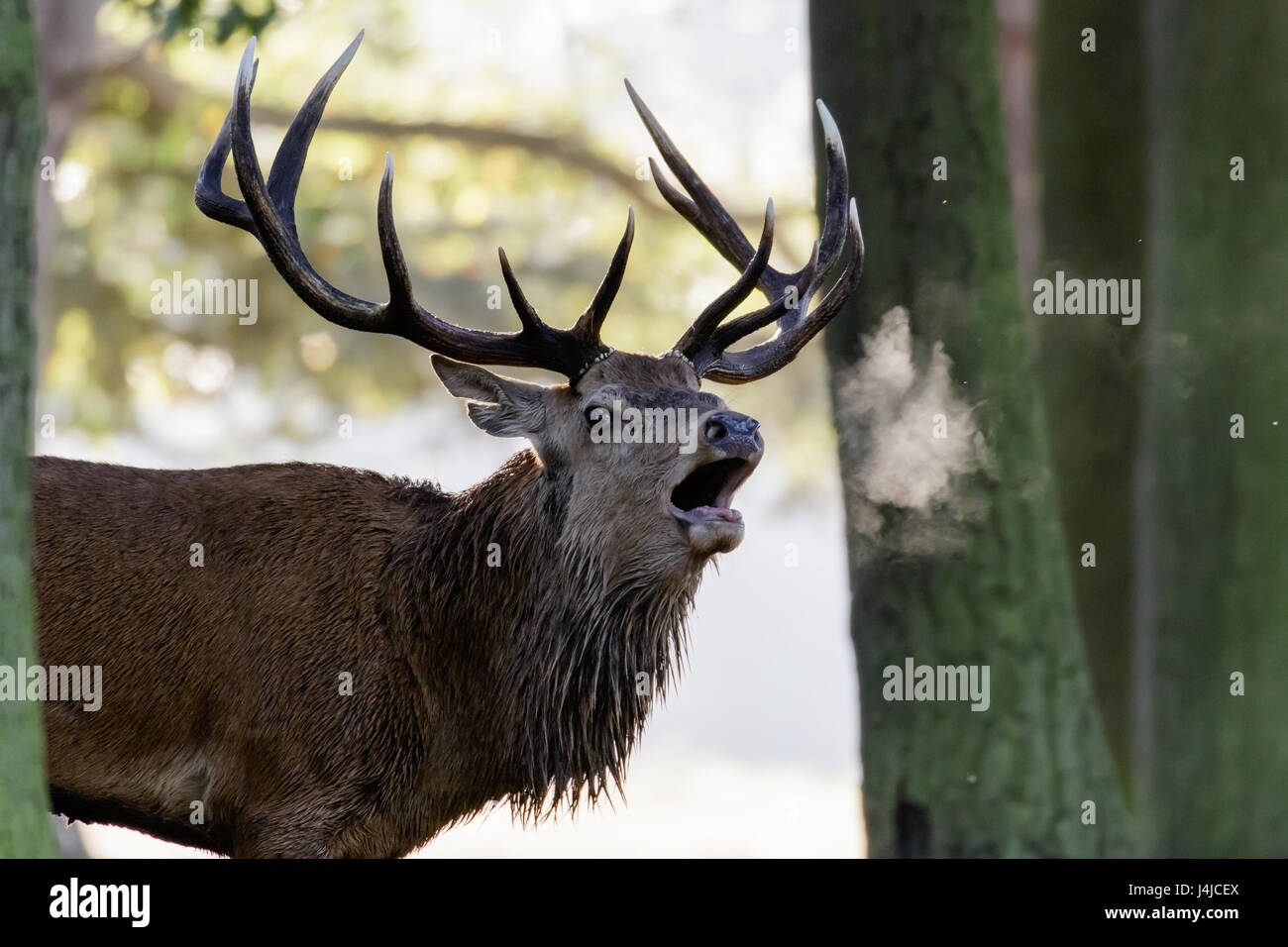 Red Deer cervo (Cervus elaphus) ruggente o chiamando in early morning mist, mostrando il respiro Foto Stock