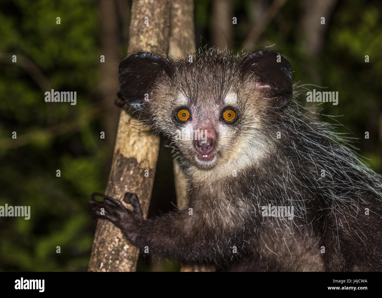 Aye-aye, lemure notturno del Madagascar Foto Stock