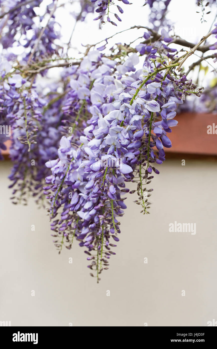 Wisteria sinensis fiori. Foto Stock