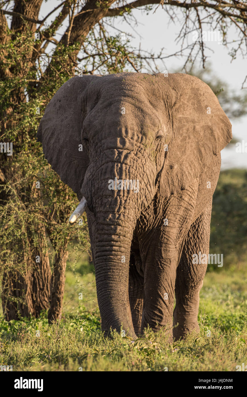 Elefante in bosco, Tanzania Foto Stock