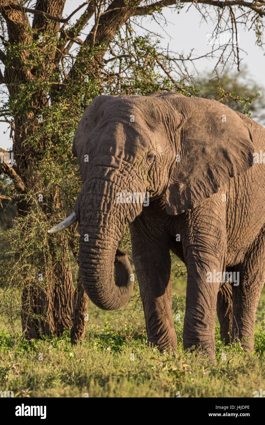Elefante in bosco, Tanzania Foto Stock