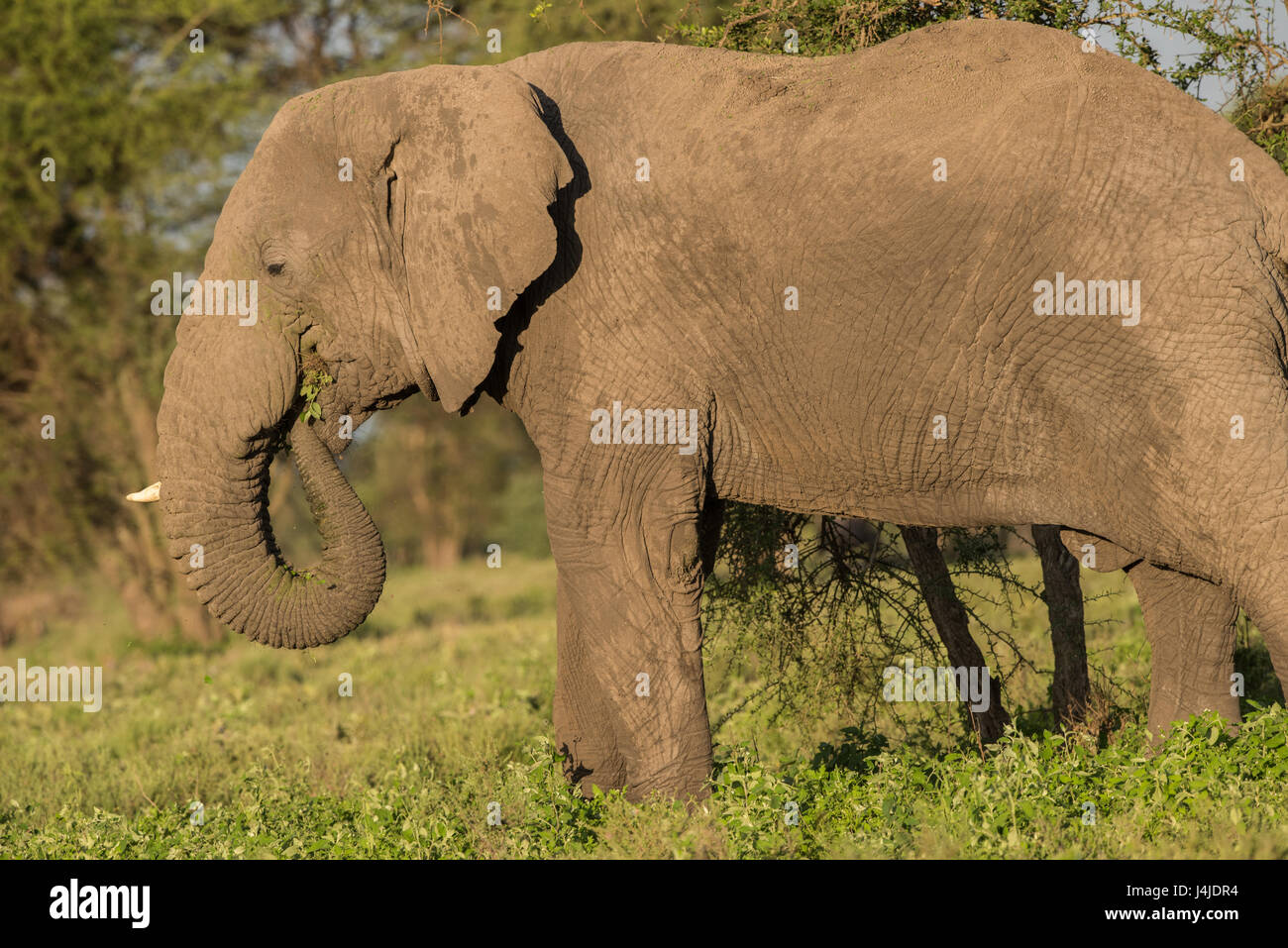 Elefante in bosco, Tanzania Foto Stock