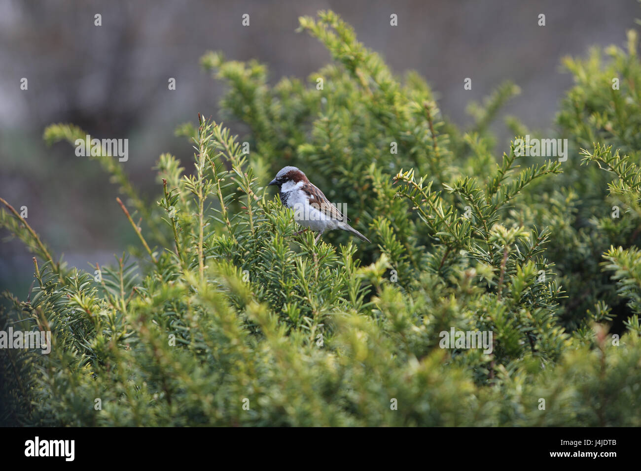 Un occupato poco sparrow luppolo un ramo all'altro canto suo allegro estate canzone Foto Stock