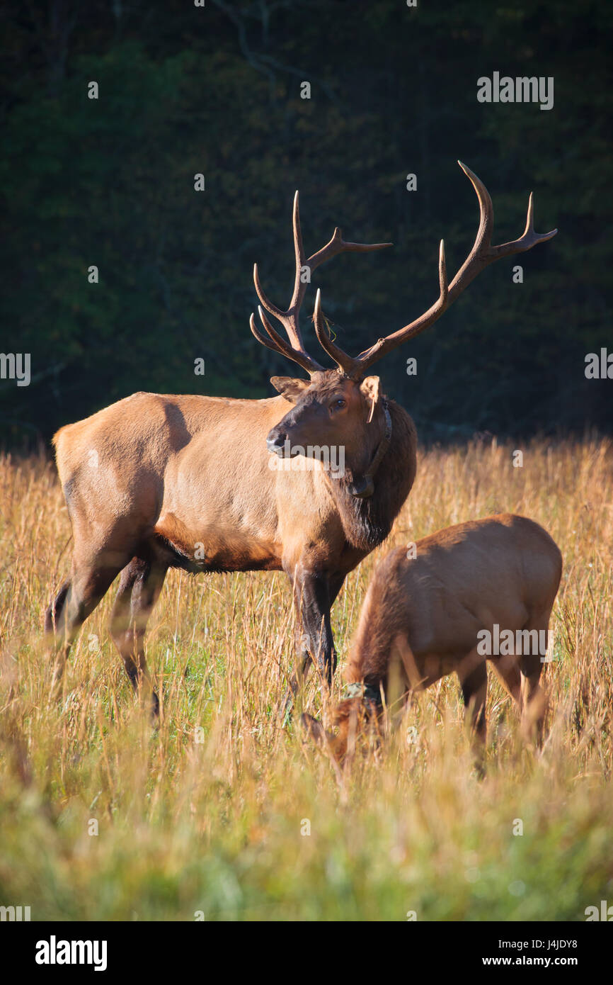 Elk buck con enormi corna di cervo femmina e il pascolo in autunno prato Foto Stock