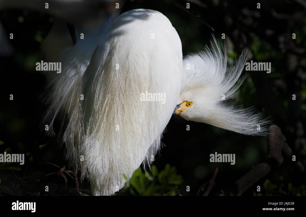 Snowy White garzetta preens piume Foto Stock Snowy White garzetta preens piume Foto Stock