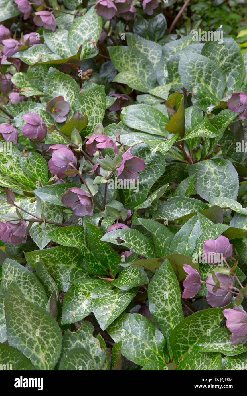 Helleborus (Rodney Davey Gruppo di marmo) "Penny Rosa" Foto Stock