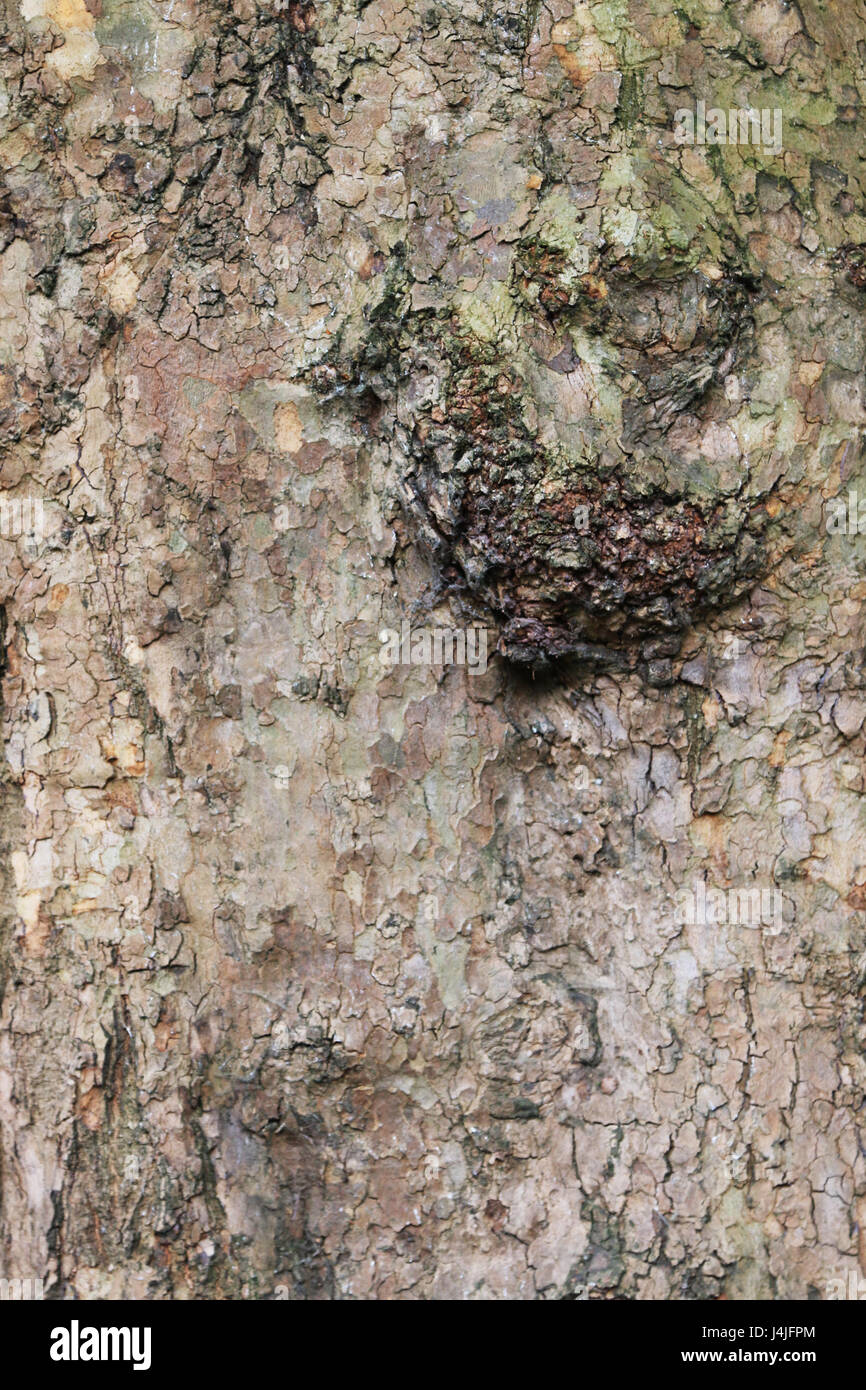 Close up di corteccia di albero Foto Stock