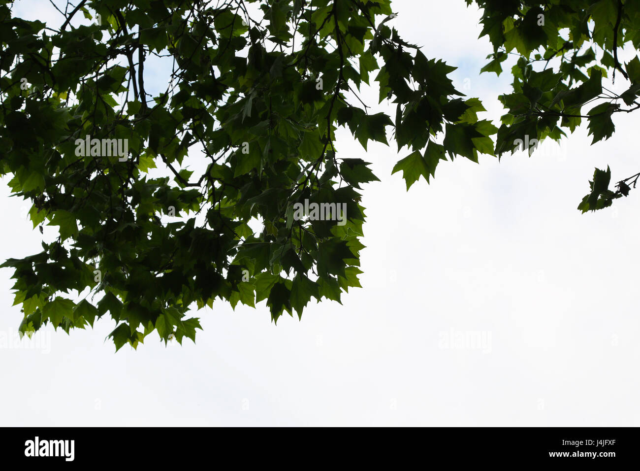 Il verde delle foglie e rami contro il cielo Foto Stock
