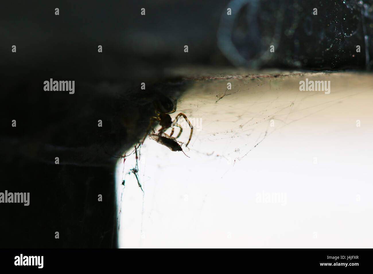 Macro di un ragno con volare Foto Stock