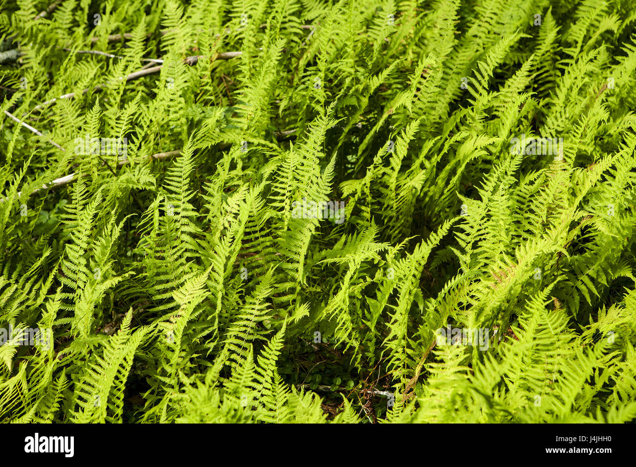 Un bosco di stand di fieno profumato di felce, Dennstaedtia punctilobula, cresce in una patch di luce del sole. Foto Stock