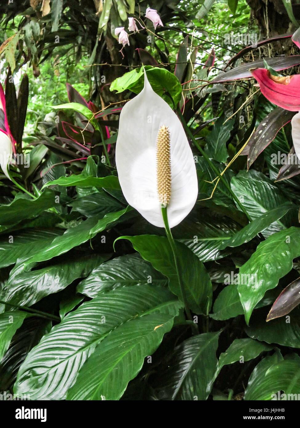 La pace lily, Spathiphyllum cochlearispathum, a/k/a vele bianche e Spathe Flower, spadix spathe e. Foto Stock