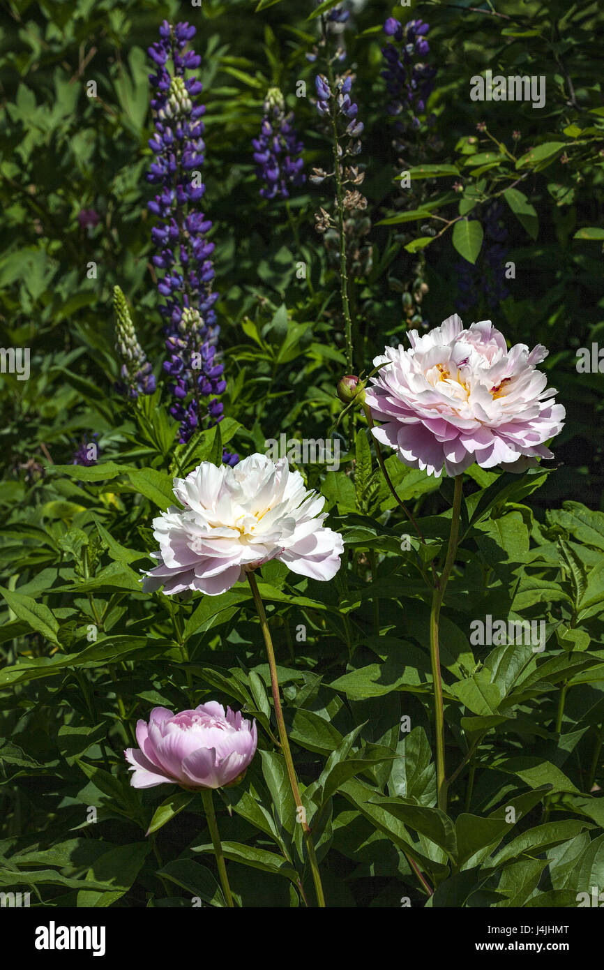 Tre le peonie rosa, varietà Gail Tischier, genus Paeonia, in vari stadi di fioritura. Viola i lupini in background. Foto Stock