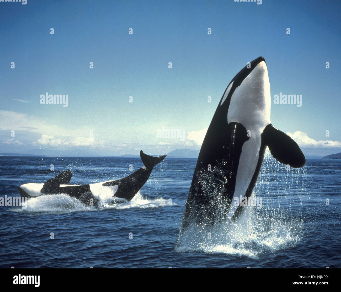 Mare, orche, Orcinus orca, jump, [M], oceano, balene, Butskopf, dentata balene, animali, Orcas Orca, Killer Whale, due, acqua, acqua di superficie, crack, mammiferi, i mammiferi marini, appaiono, dynamics, composizione Foto Stock