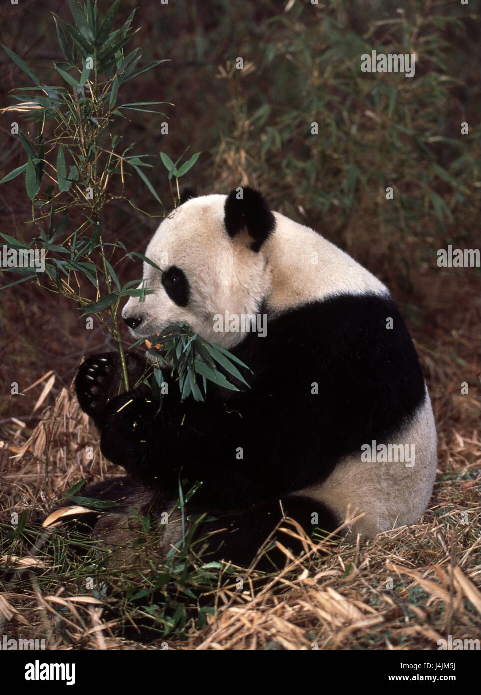 Legno, big panda, Ailuropoda melanoleuca, bambù, mangiare, panda panda giganti, orso panda, mammifero, ingestione Foto Stock
