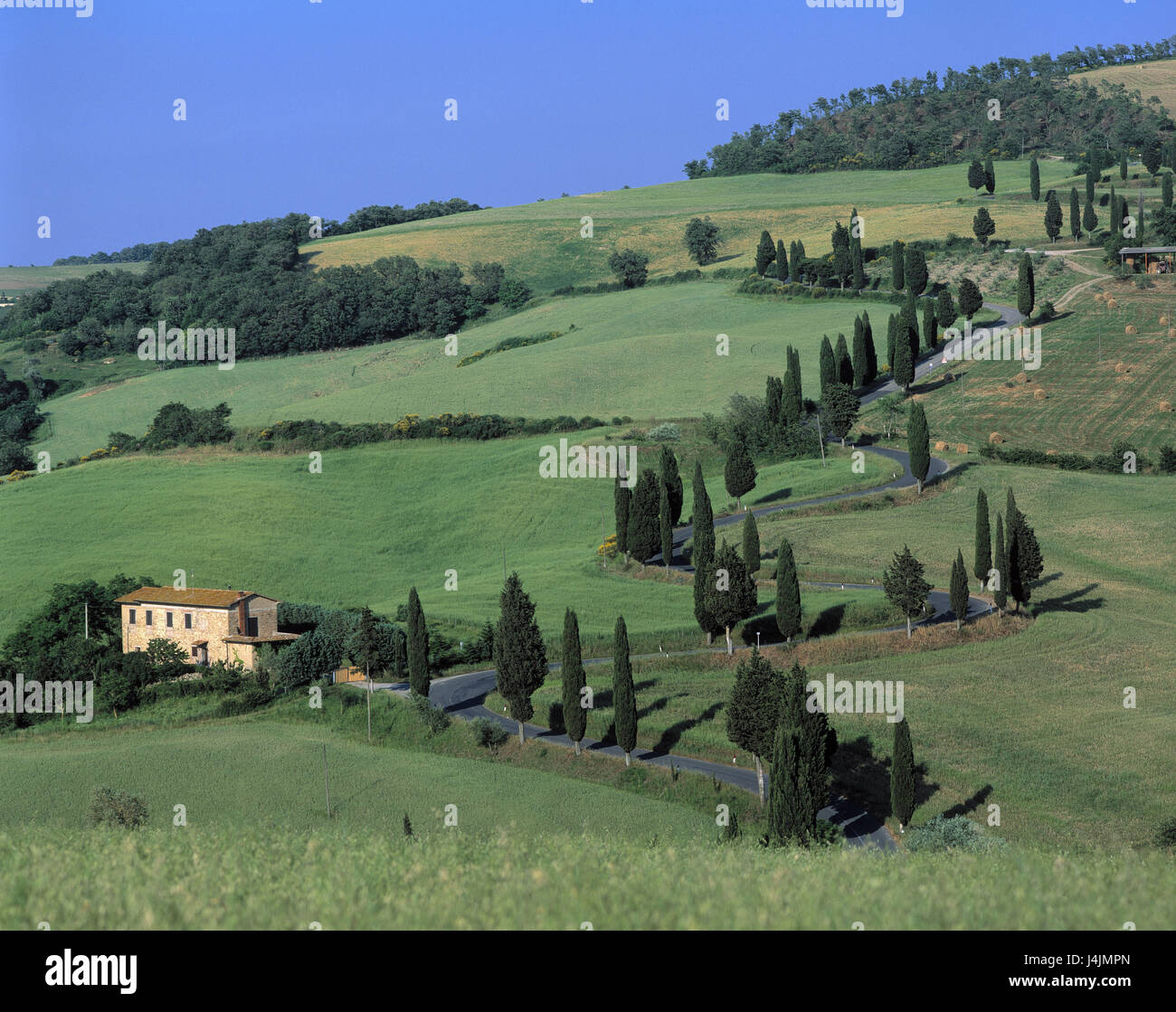 L'Italia, Toscana, Siena, paesaggio collinare, paese al di fuori della strada, estate, Toscana, campo scenario, street, agriturismo, agriturismo, agriturismo, paesaggi, olivi, cipressi, vicino a Pienza, agricoltura, campo raccolte Foto Stock