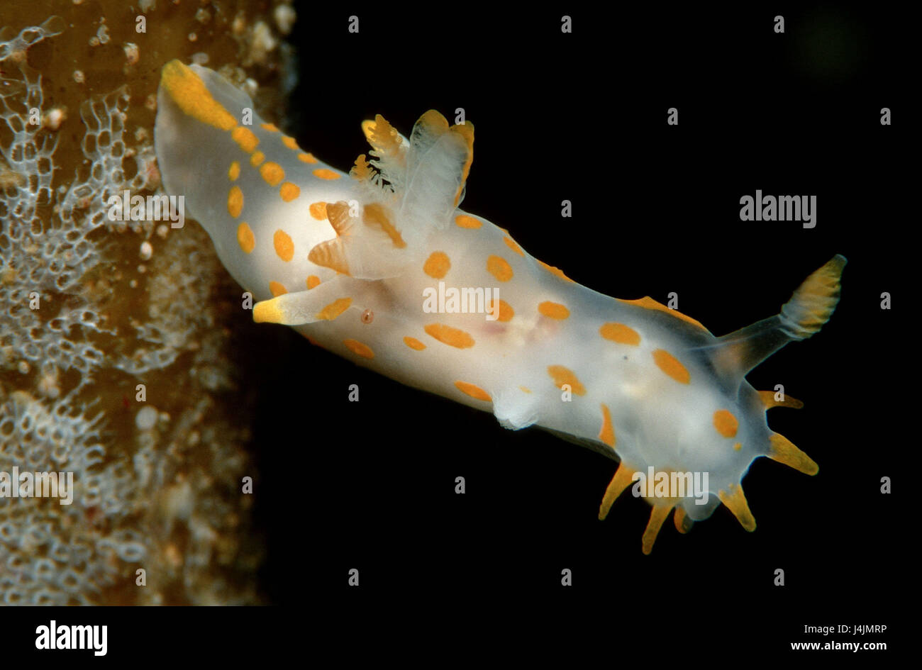Slug, Limacia clavigera Foto Stock