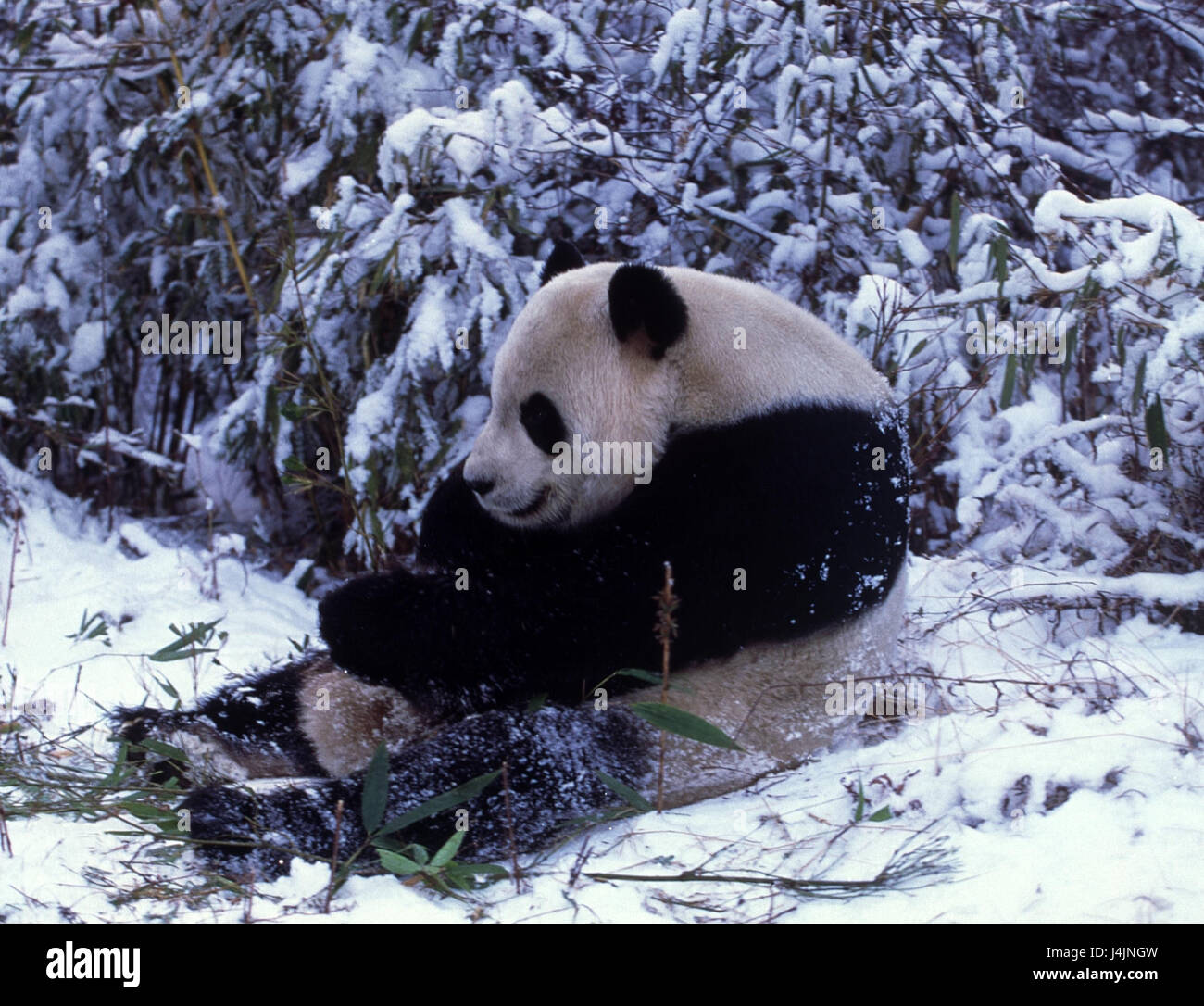 Legno, big panda, Ailuropoda melanoleuca, sedersi e mangiare la neve, ingestione panda, orso panda gigante, panda, mammifero, inverno, paesaggio invernale, Foto Stock