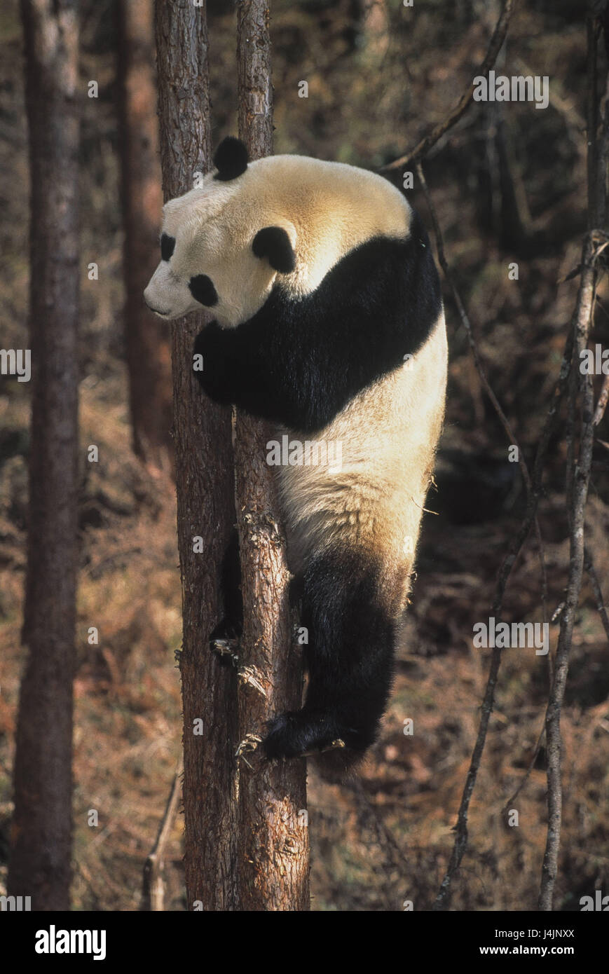 Big panda, Ailuropoda melanoleuca, albero, vi salire mondo animale, deserto, natura, animali, animale, mammiferi, mammifero, predatori, Rau's animal, gatto, orso panda, panda, Panda Panda,,, panda panda, abilità, motion Foto Stock