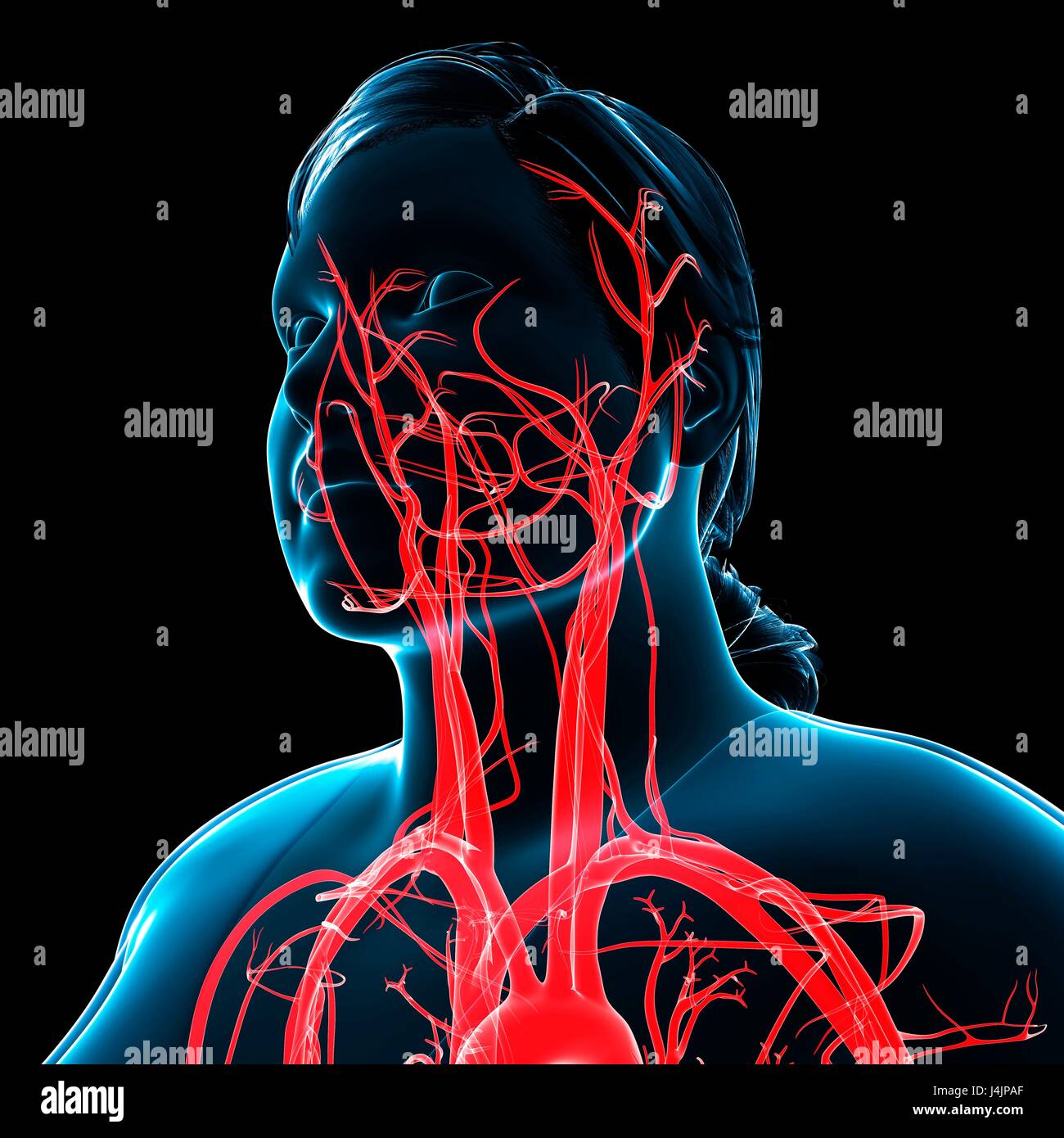 Illustrazione della testa e del collo arterie. Foto Stock