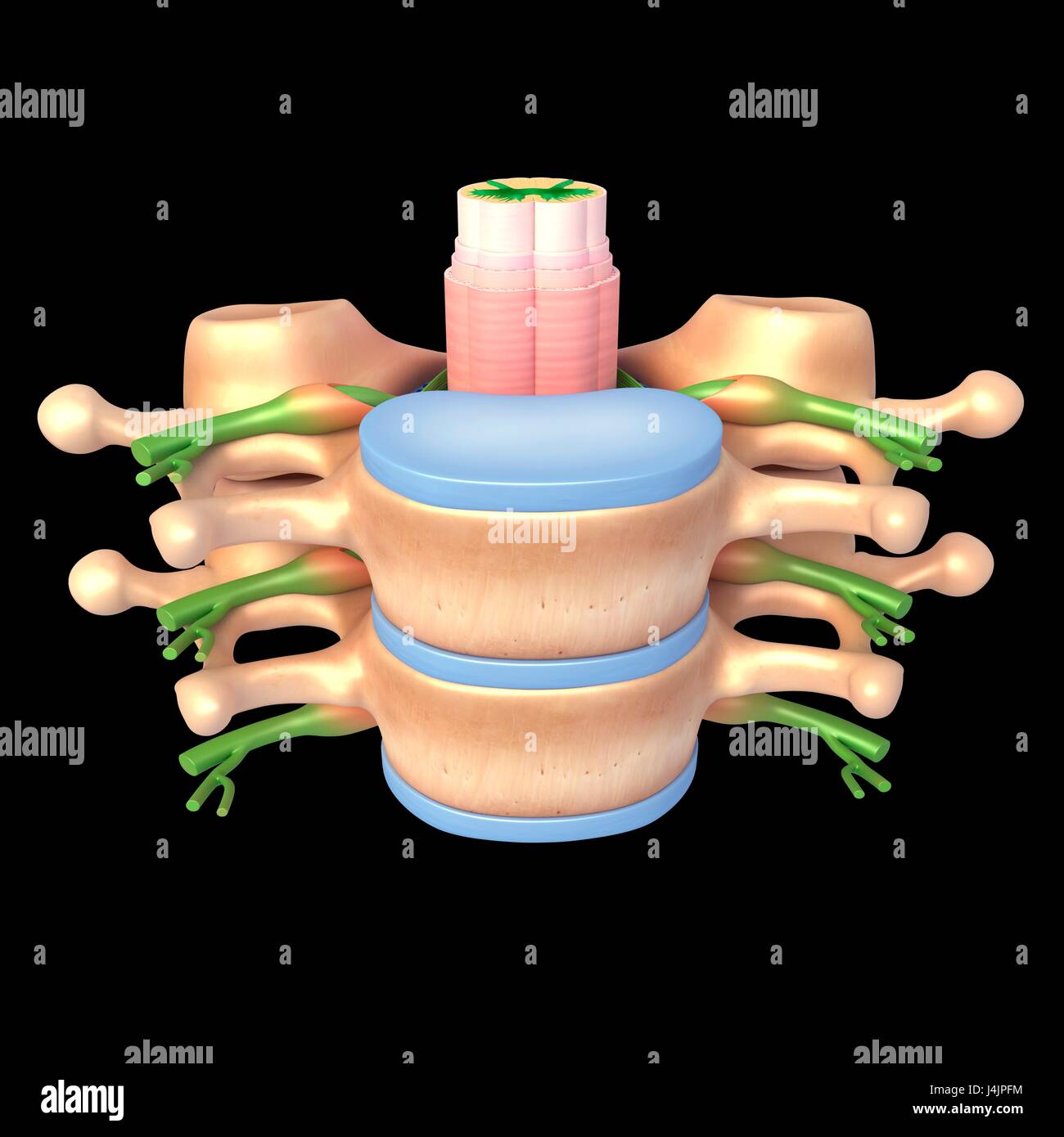 Illustrazione di anatomia della colonna vertebrale. Foto Stock