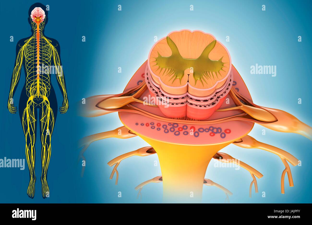 Illustrazione del midollo spinale sezione trasversale. Foto Stock