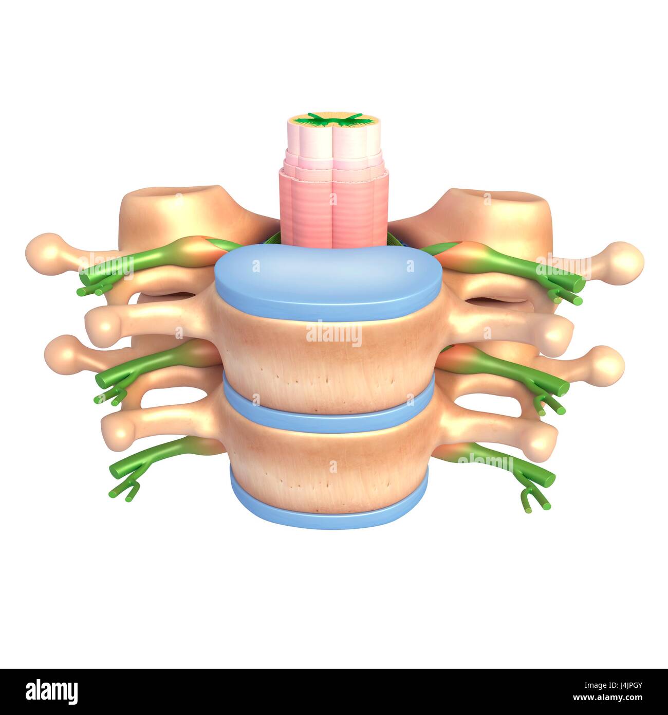 Illustrazione di anatomia della colonna vertebrale. Foto Stock