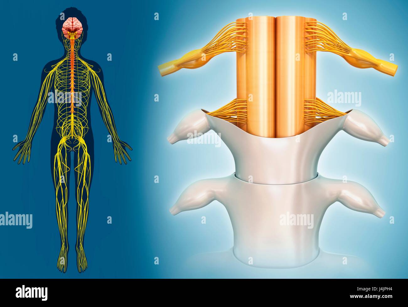 Illustrazione del midollo spinale anatomia. Foto Stock