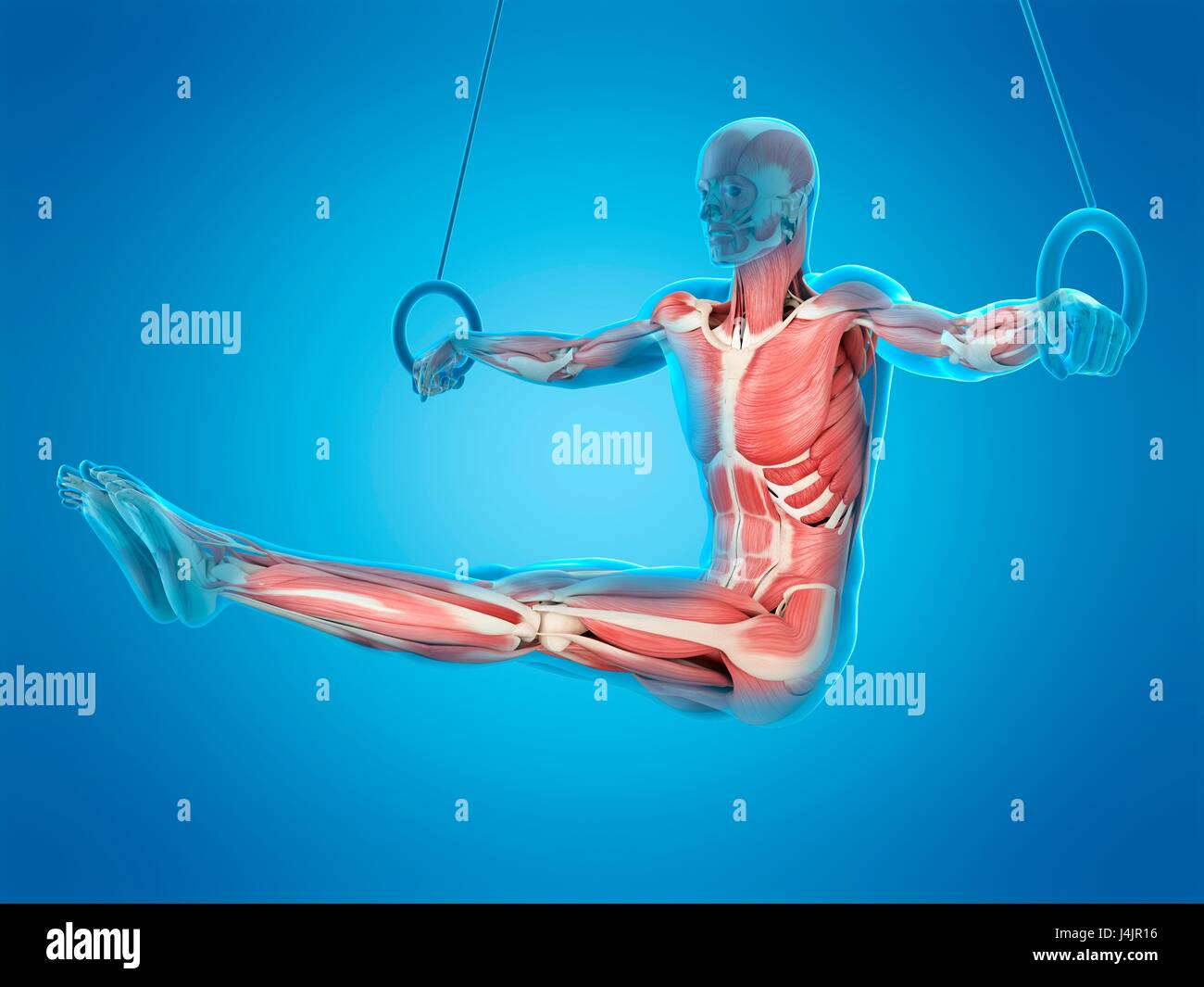 Struttura muscolare di atleta utilizzando anelli di ginnastica, illustrazione. Foto Stock