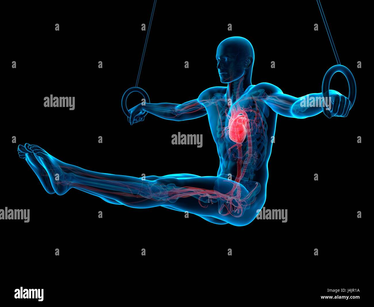 Anatomia di un atleta utilizzando anelli di ginnastica, illustrazione. Foto Stock